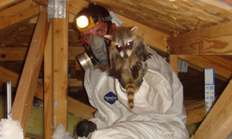 Colorado Springs Animal Removal - Raccoon, Squirrel Control in Colorado